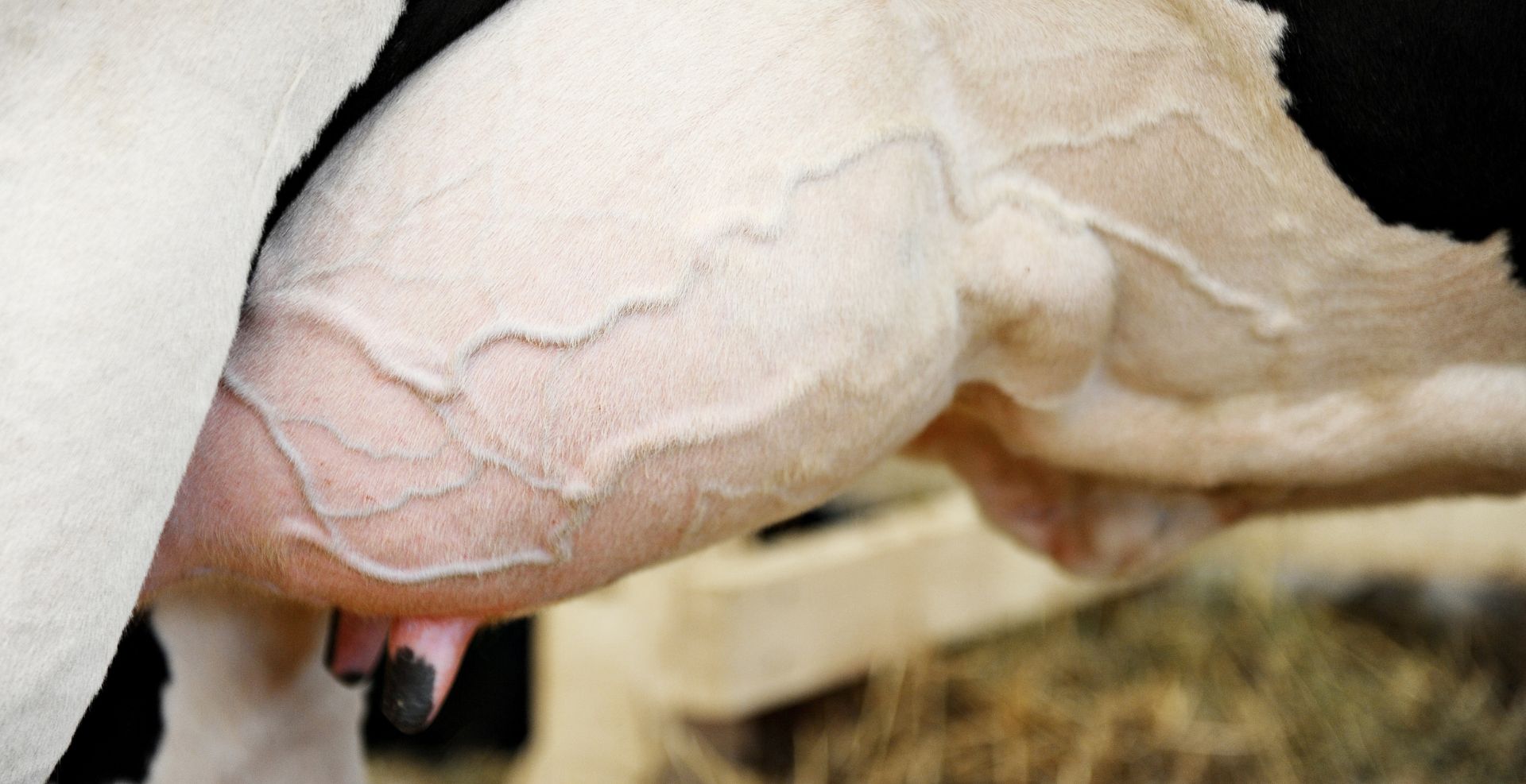 vitaminsko mineralni dodatek za krave molznice