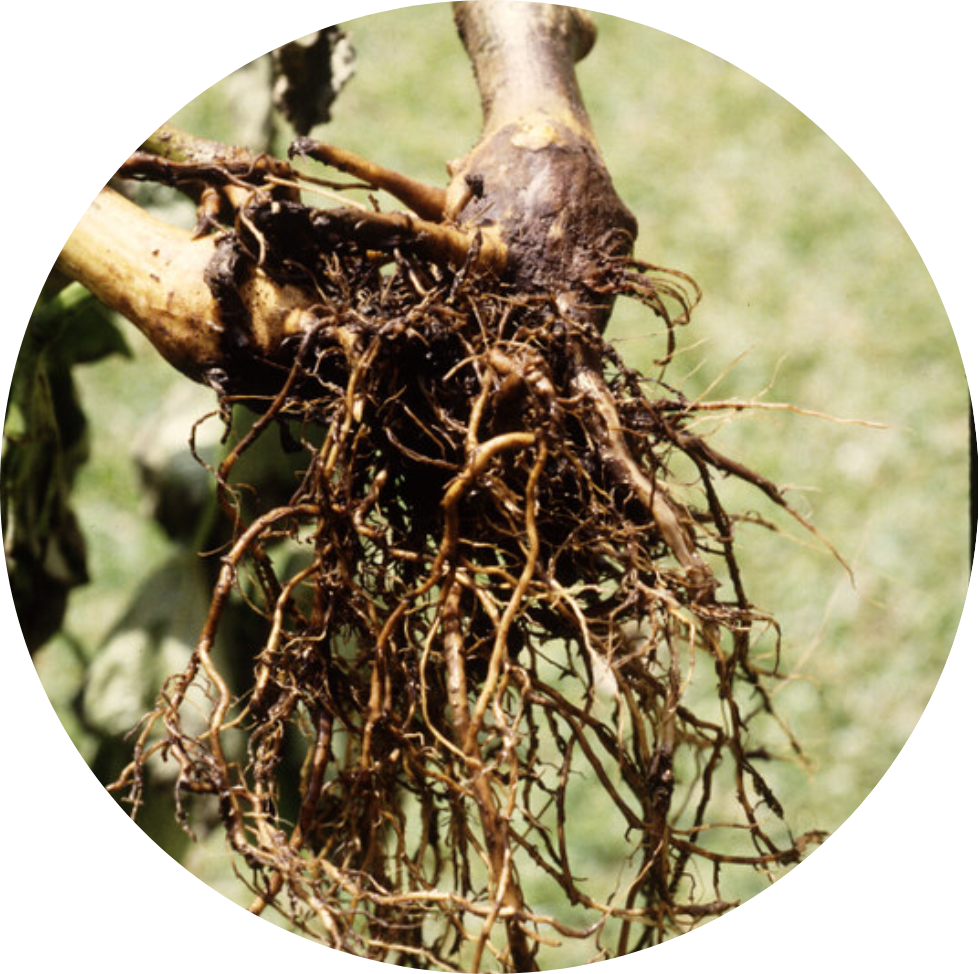 root rot